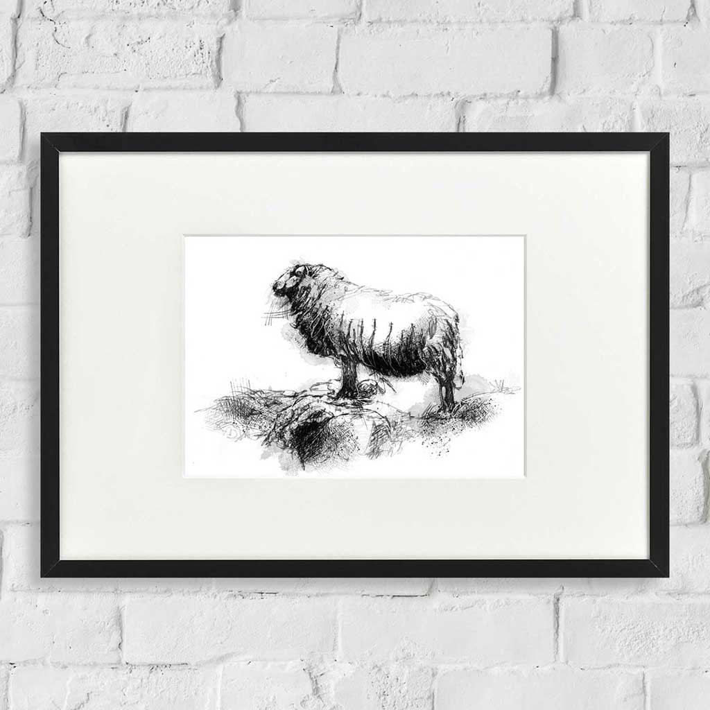 Shetland sheep