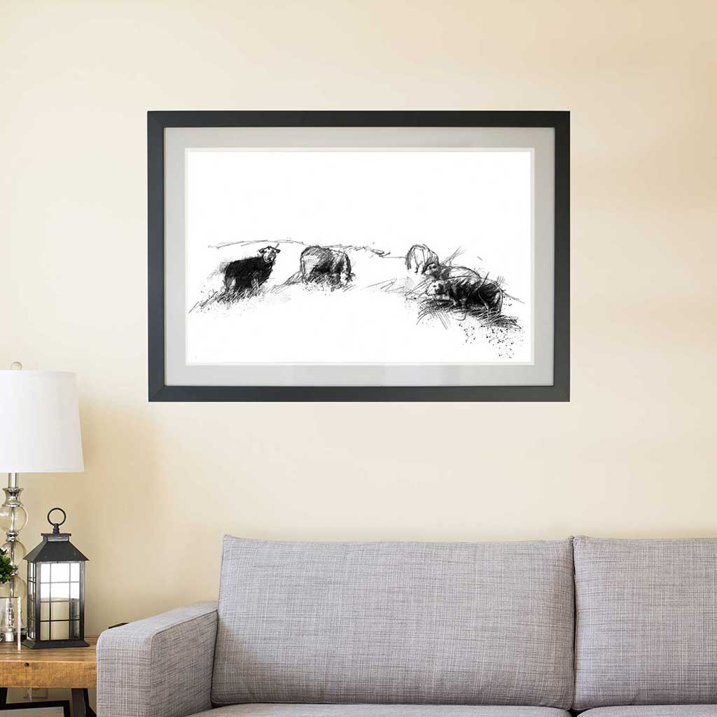Herdwick sheep