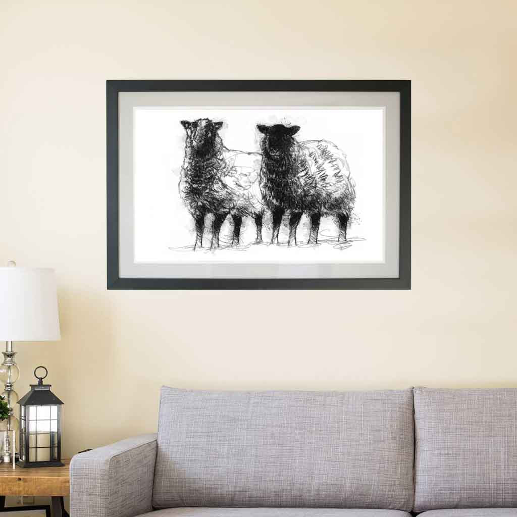 Shetland sheep