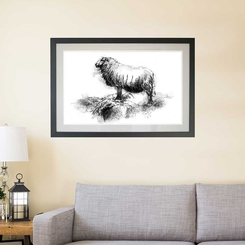 Shetland sheep