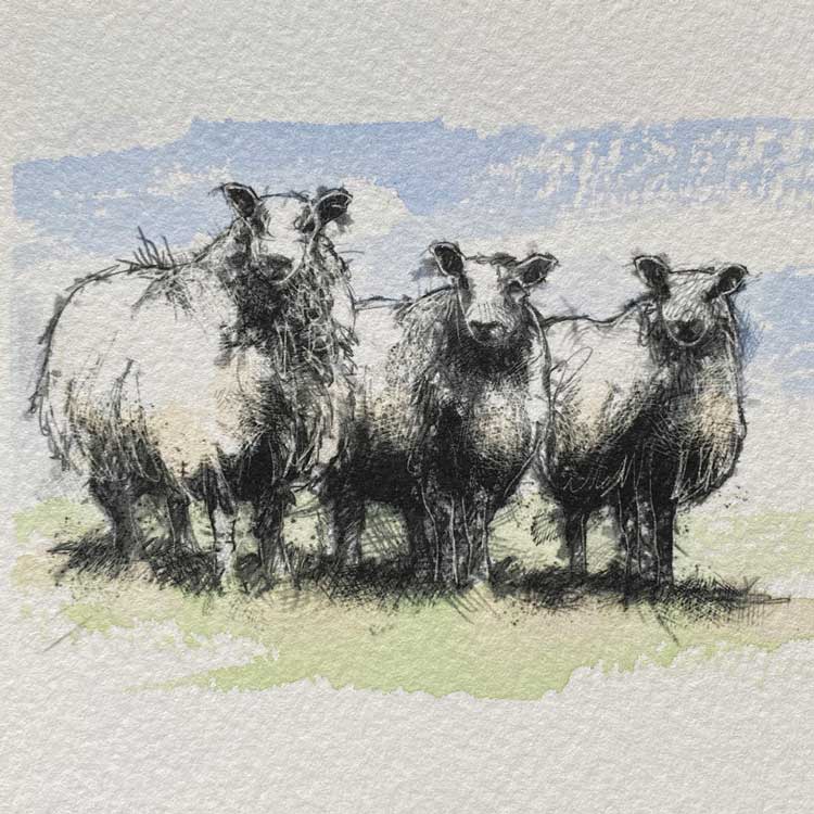 Blue face sheep mini sketch