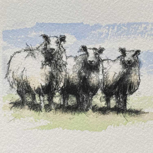 Blue face sheep mini sketch