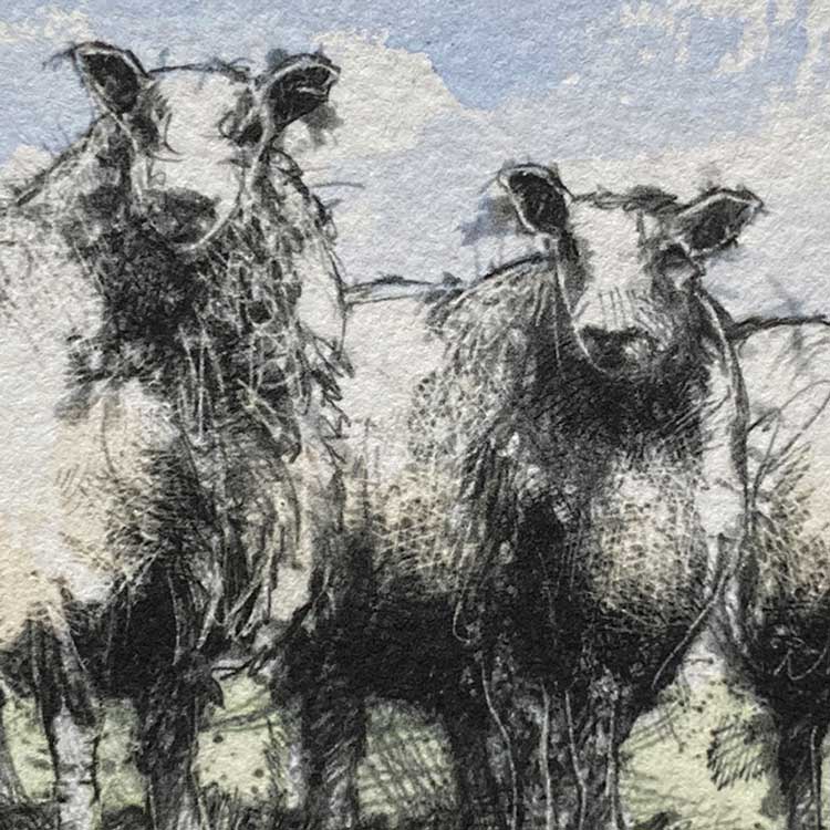Blue face sheep mini sketch