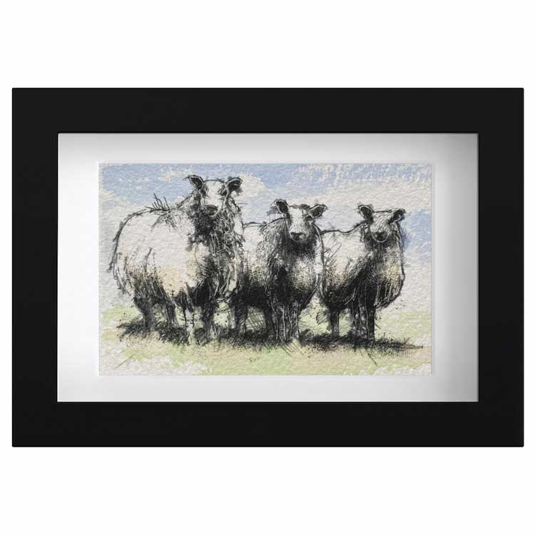 Blue face sheep mini sketch