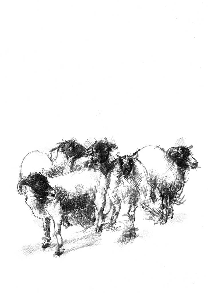 Black faced sheep