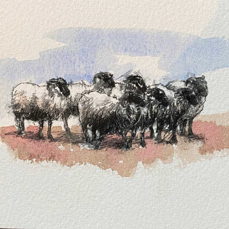 Sheep flock mini sketch