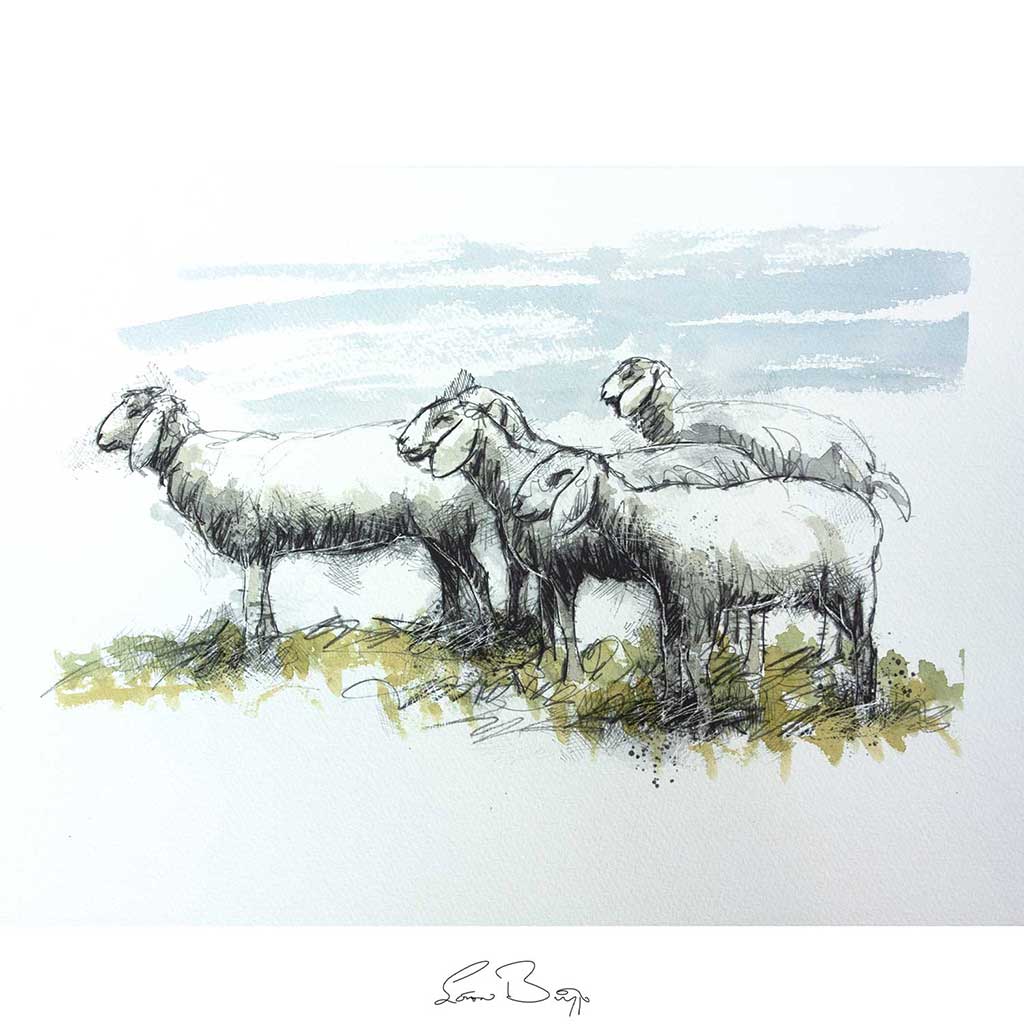 Sheep distracted