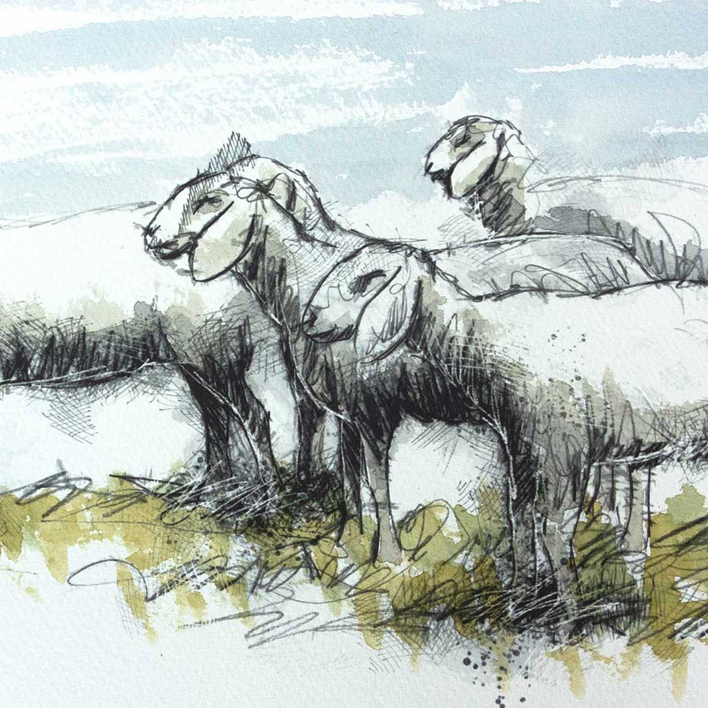 Sheep distracted