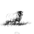 Sheep ewe