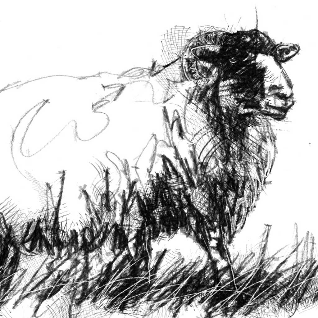 Sheep ewe