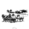 sheep farm