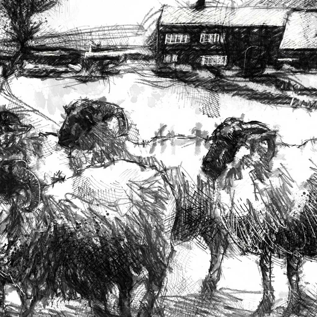 sheep farm