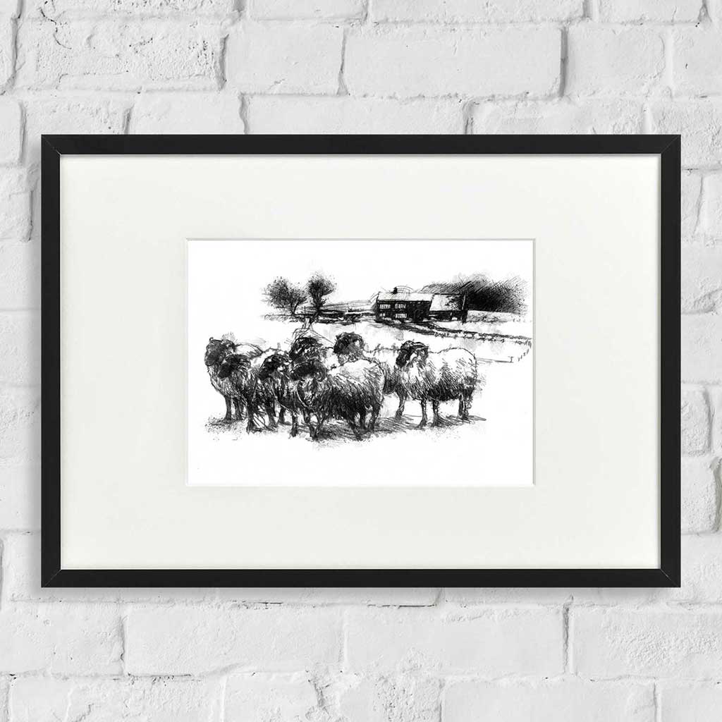 sheep farm