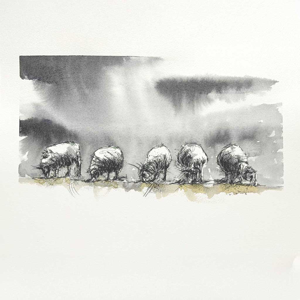 Sheep feeding