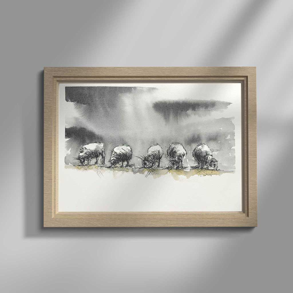 Sheep feeding