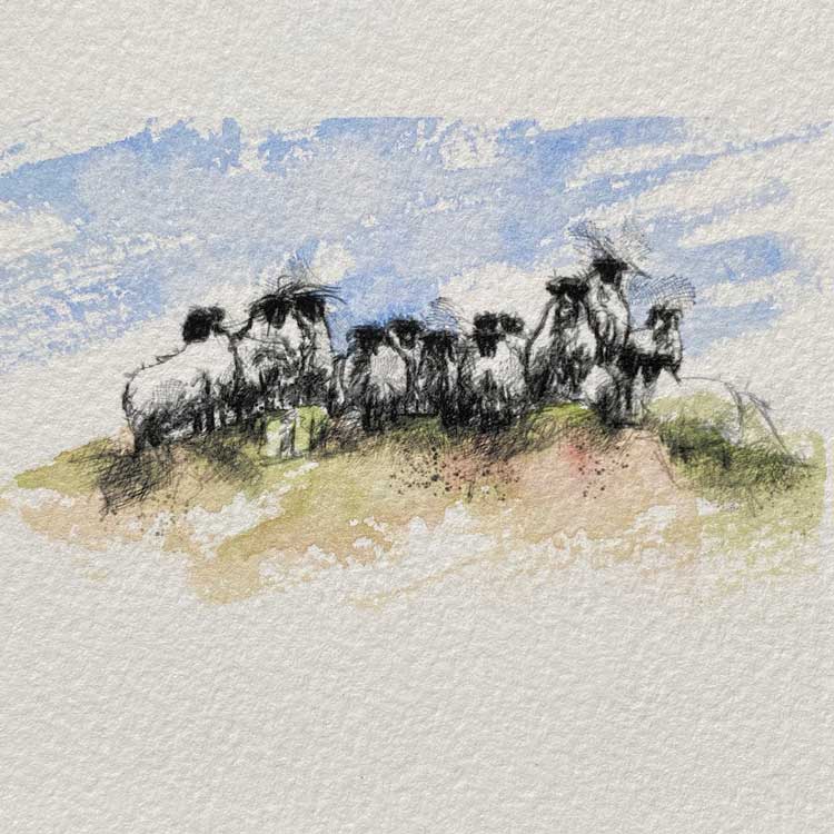 Sheep flock mini sketch