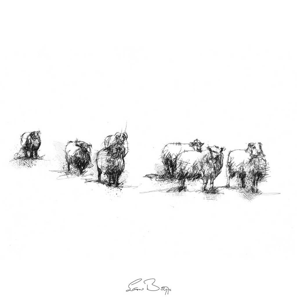 Sheep flock