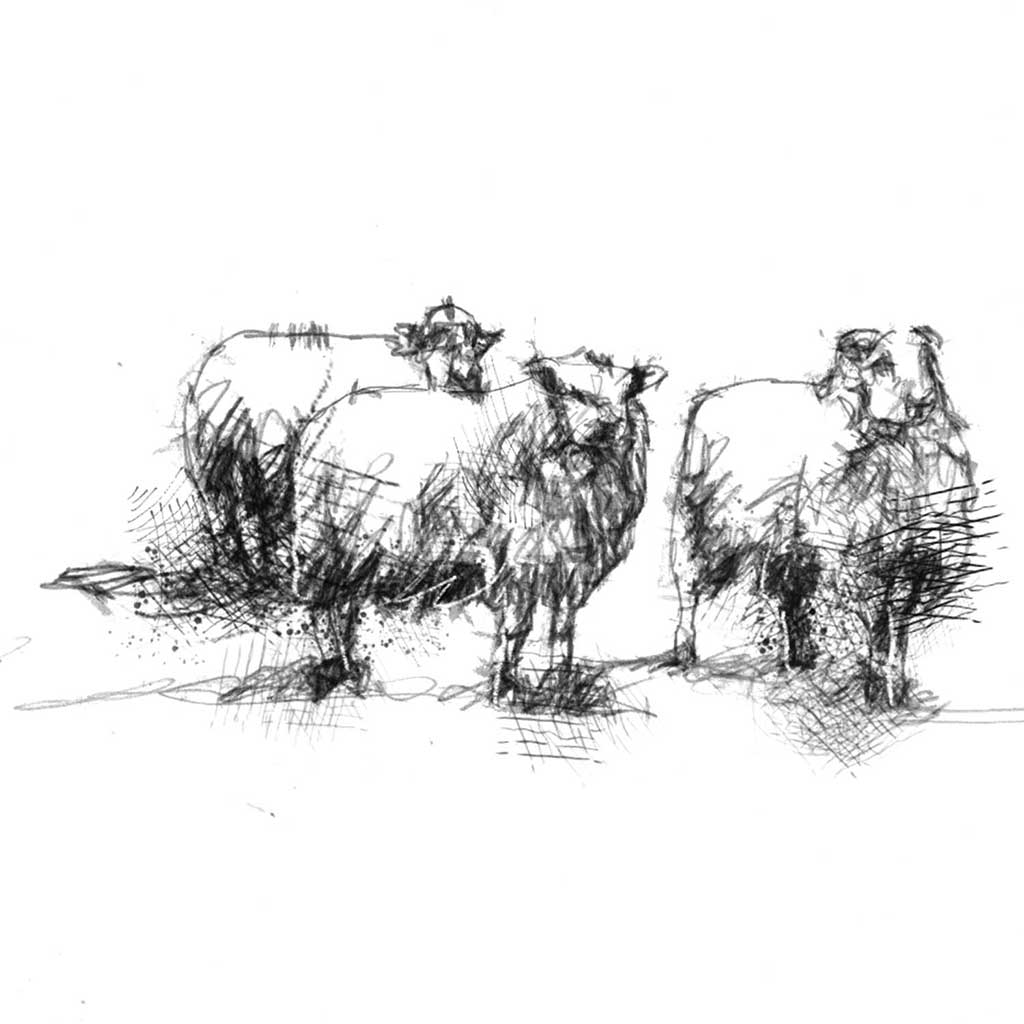 Sheep flock