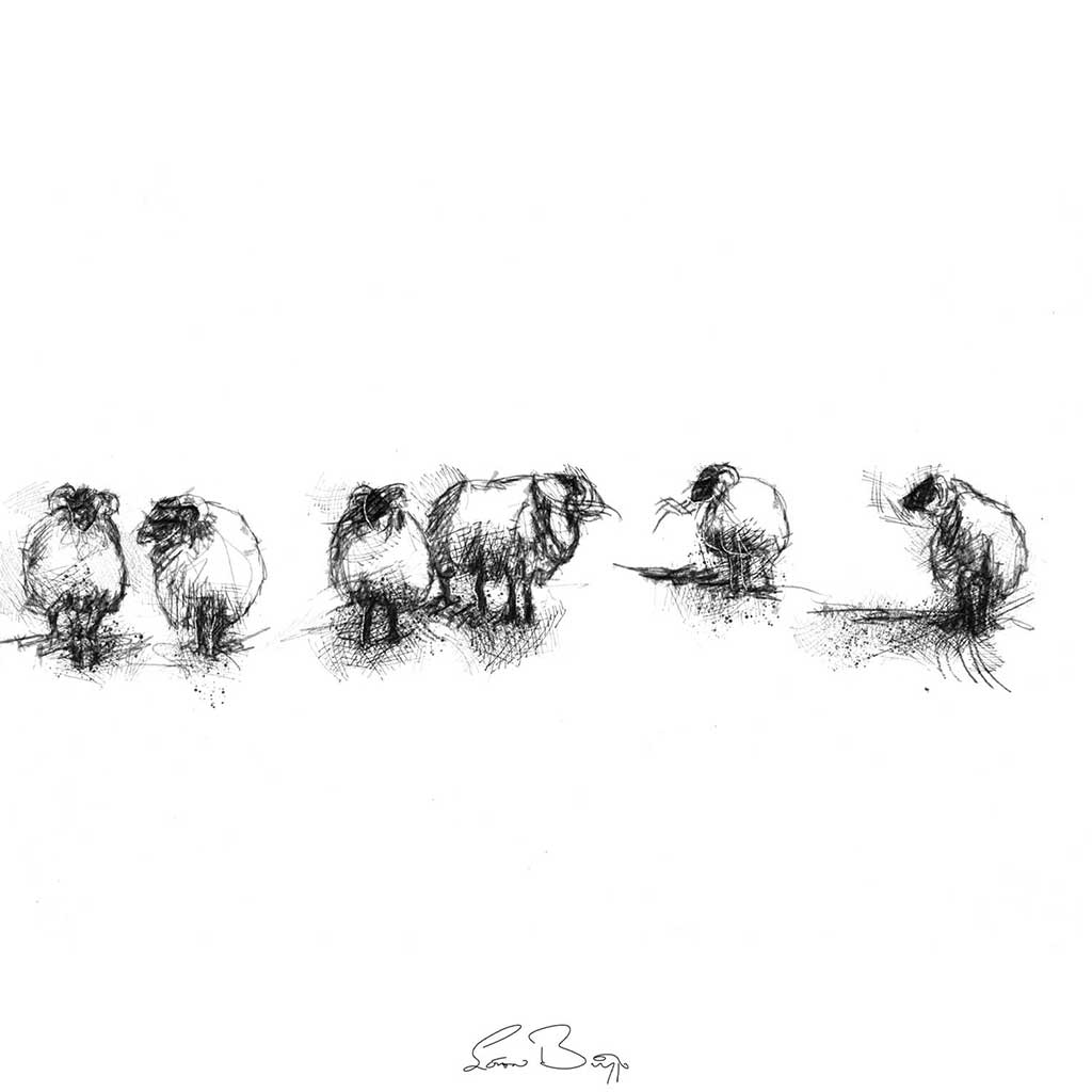Sheep flock