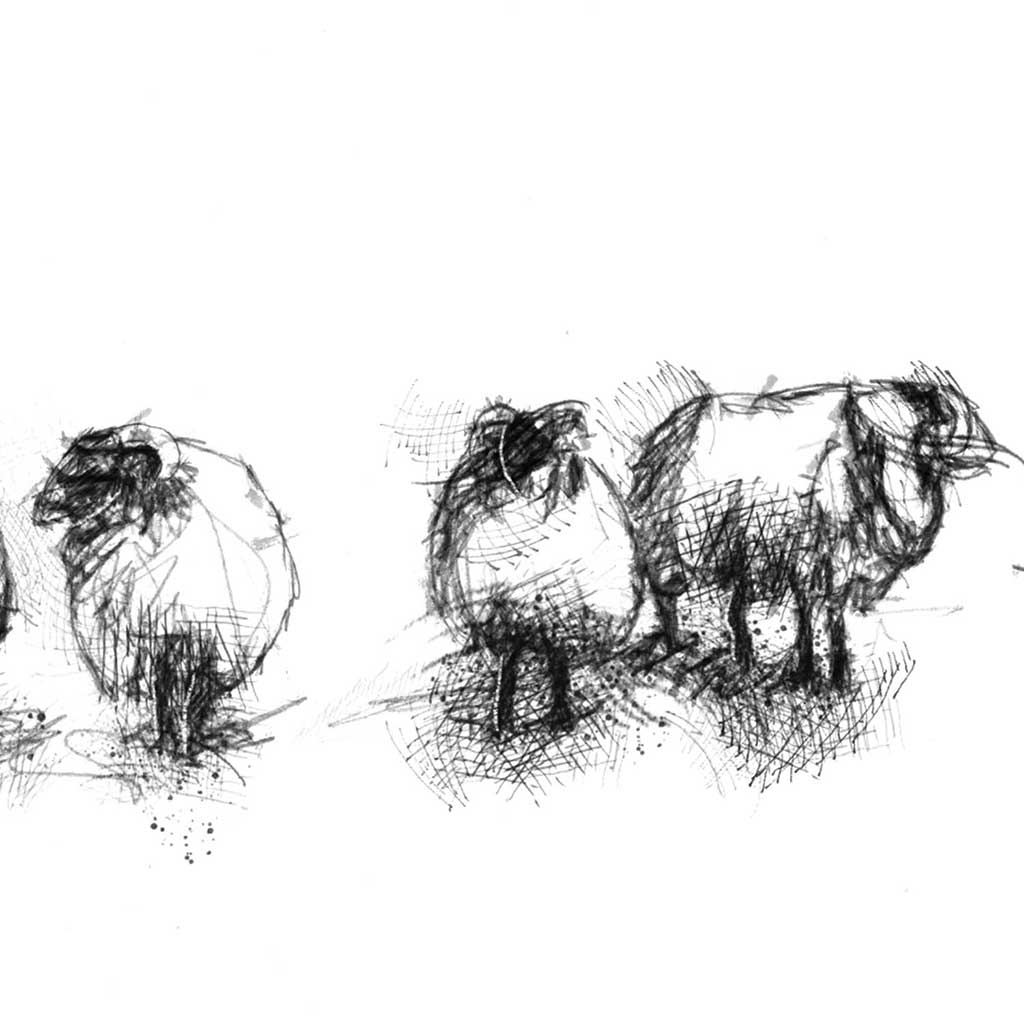 Sheep flock