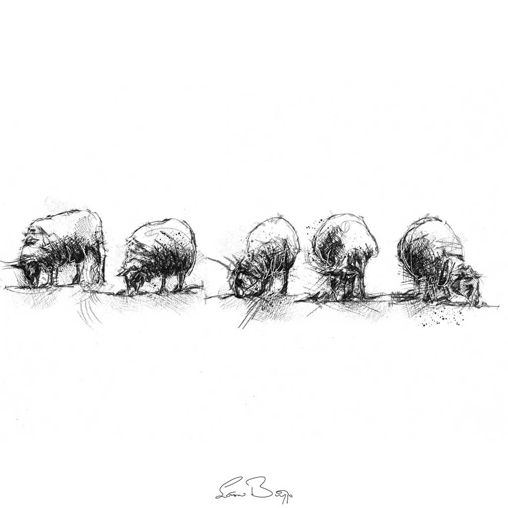 Sheep flock