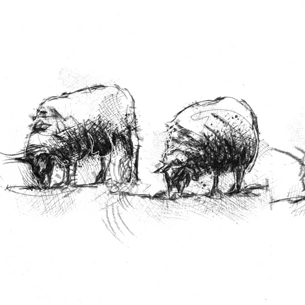 Sheep flock