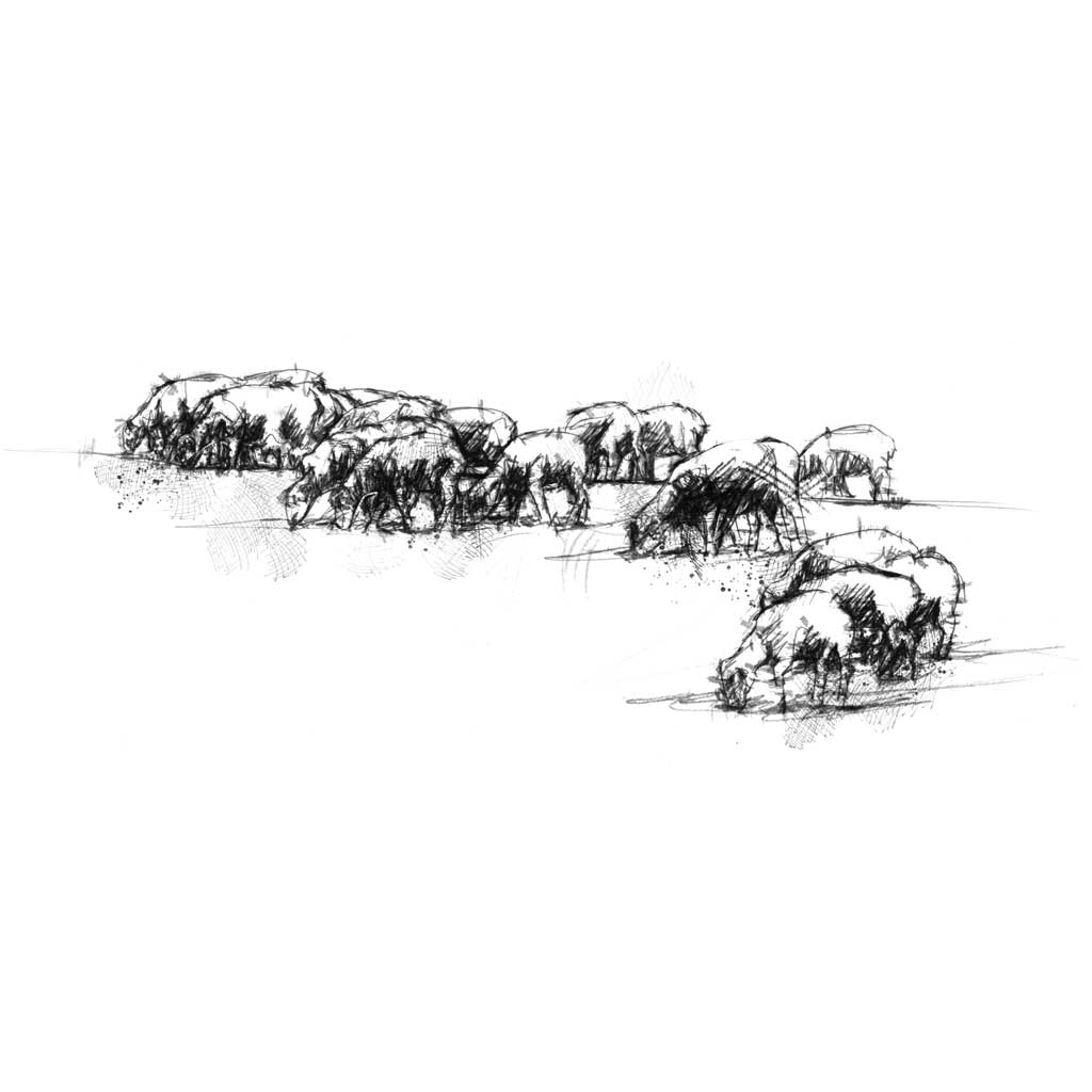 Sheep grazing wide format