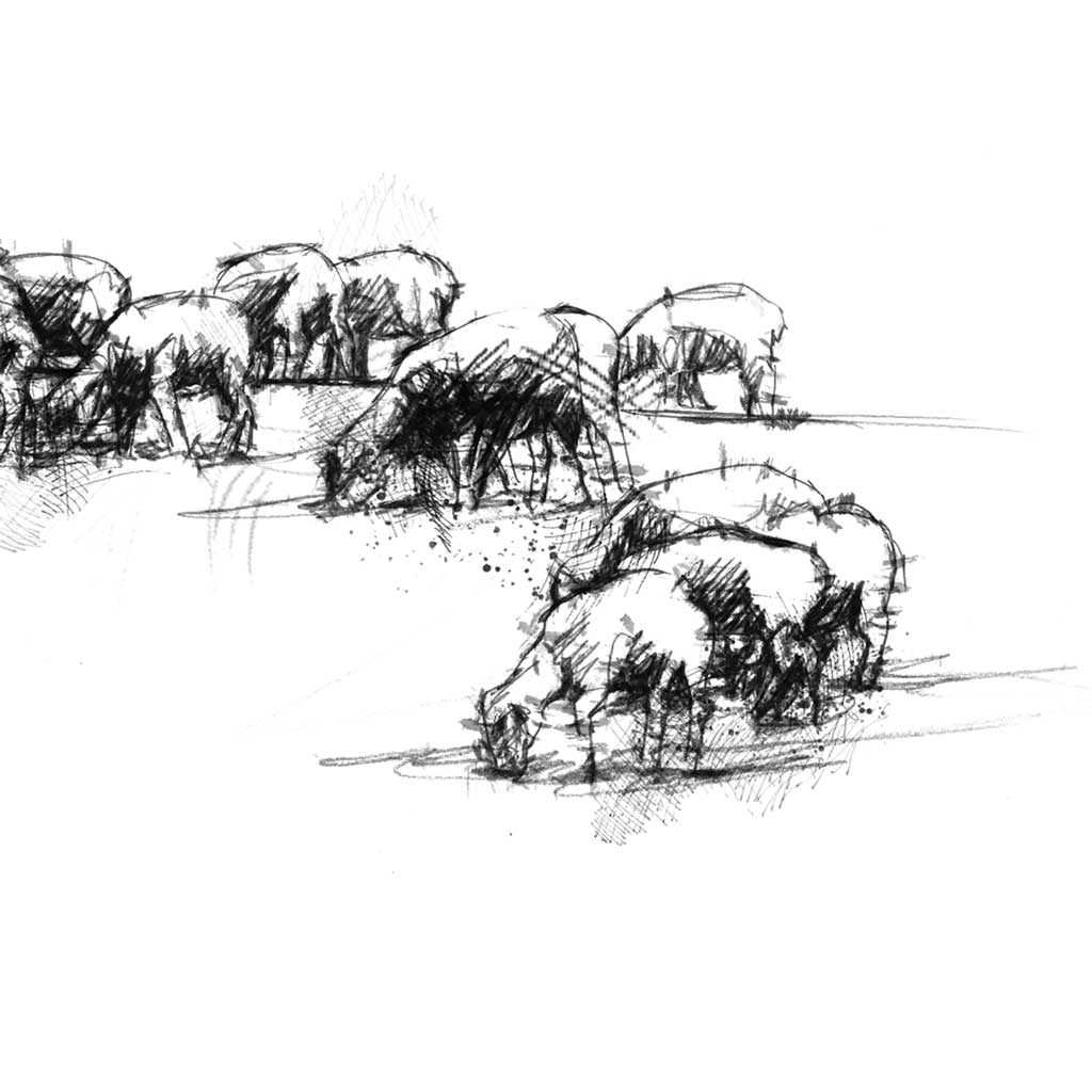 Sheep grazing wide format