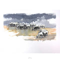Sheep grazing