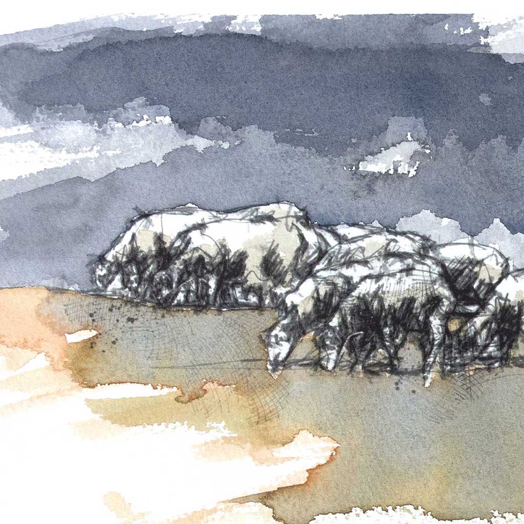 Sheep grazing