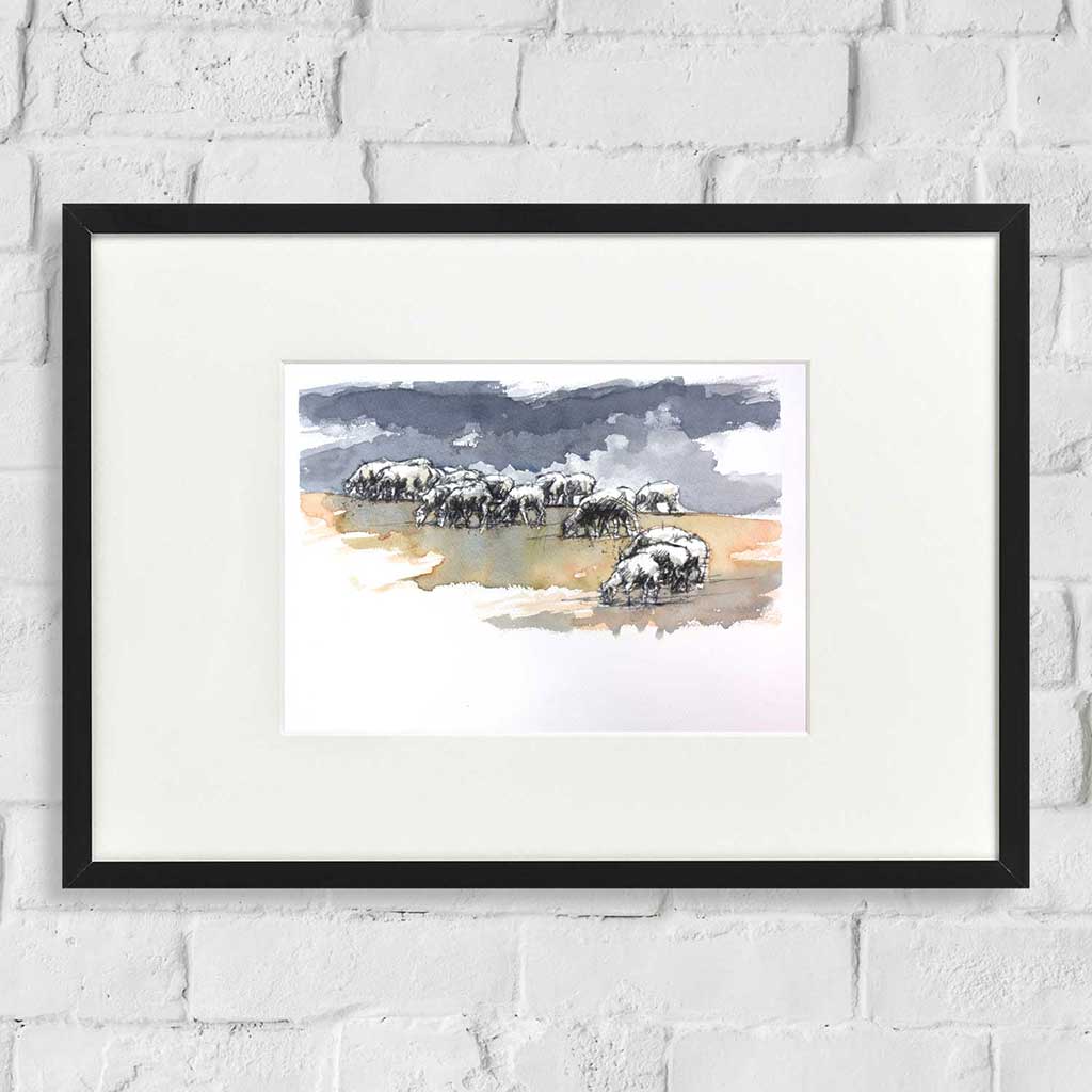 Sheep grazing