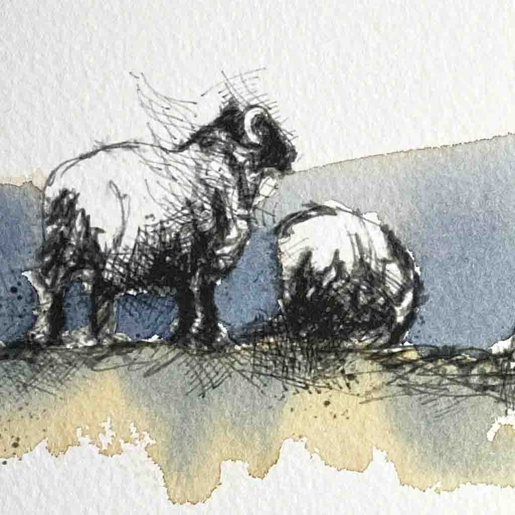 Moorland sheep original sketch