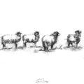 Sheep line