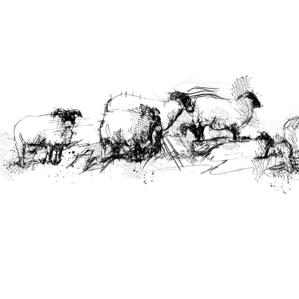 Sheep line Wide_format