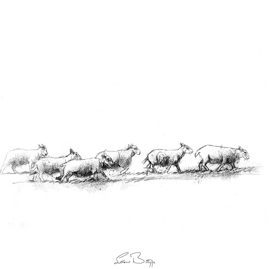 Sheep line