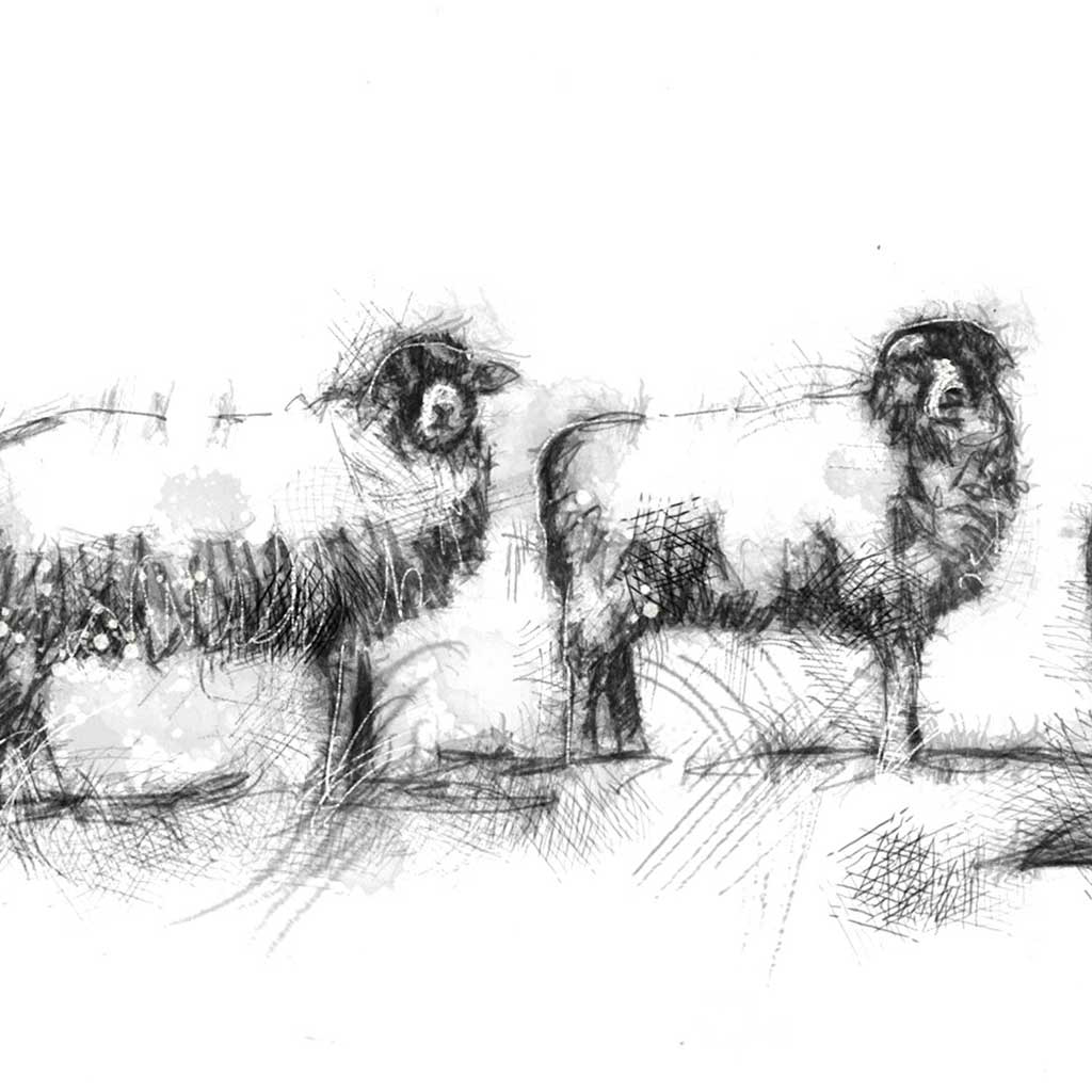 Sheep line