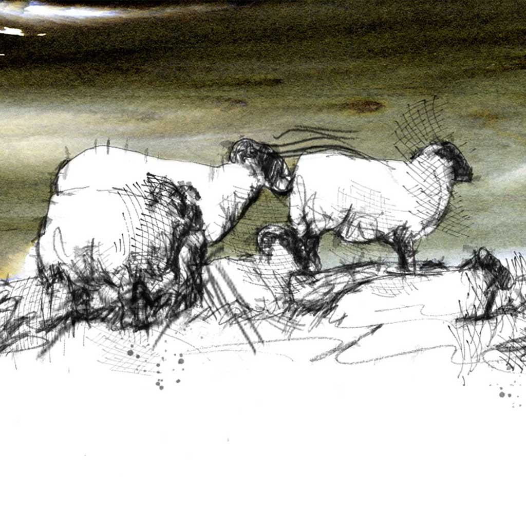 Sheep twilight