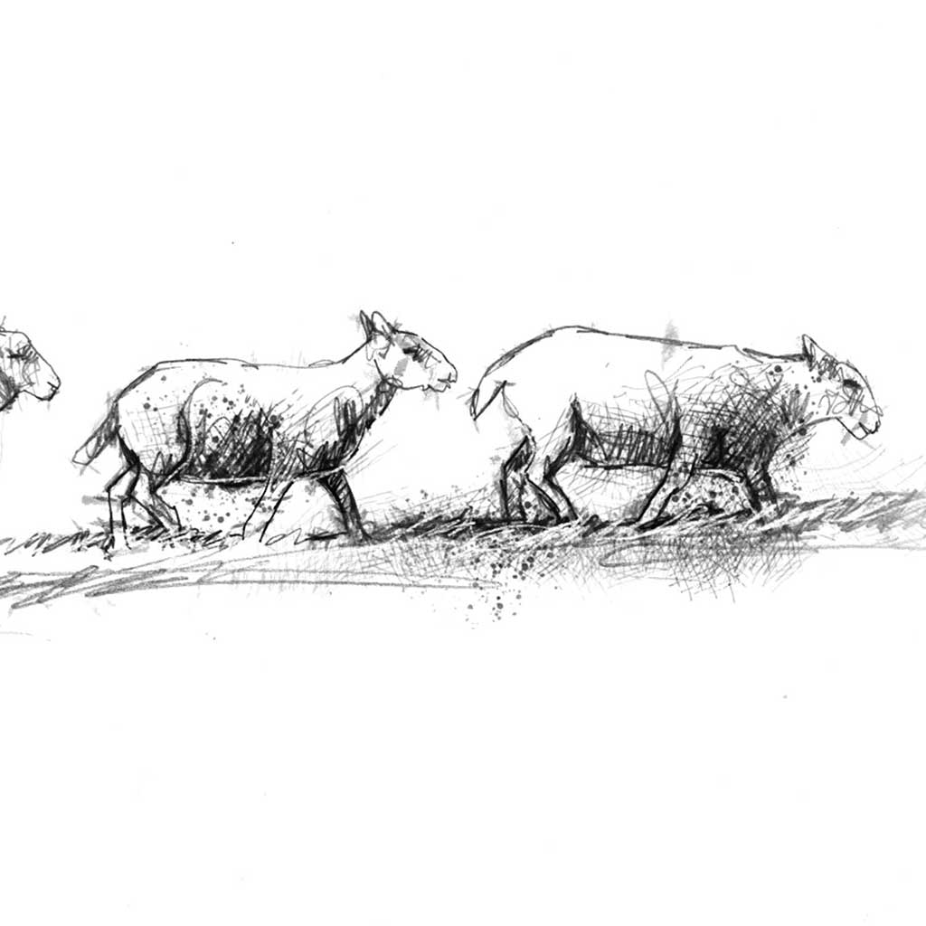 Sheep line