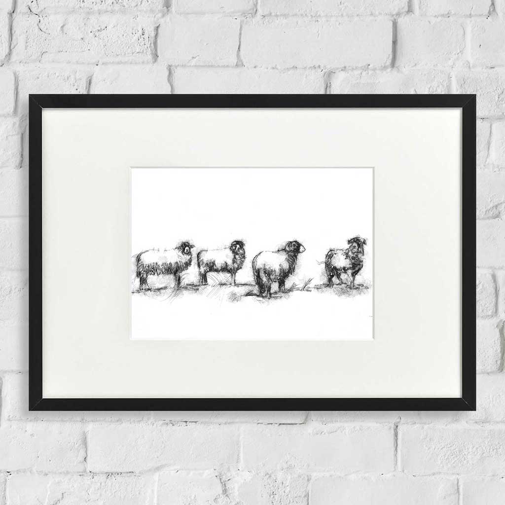 Sheep line