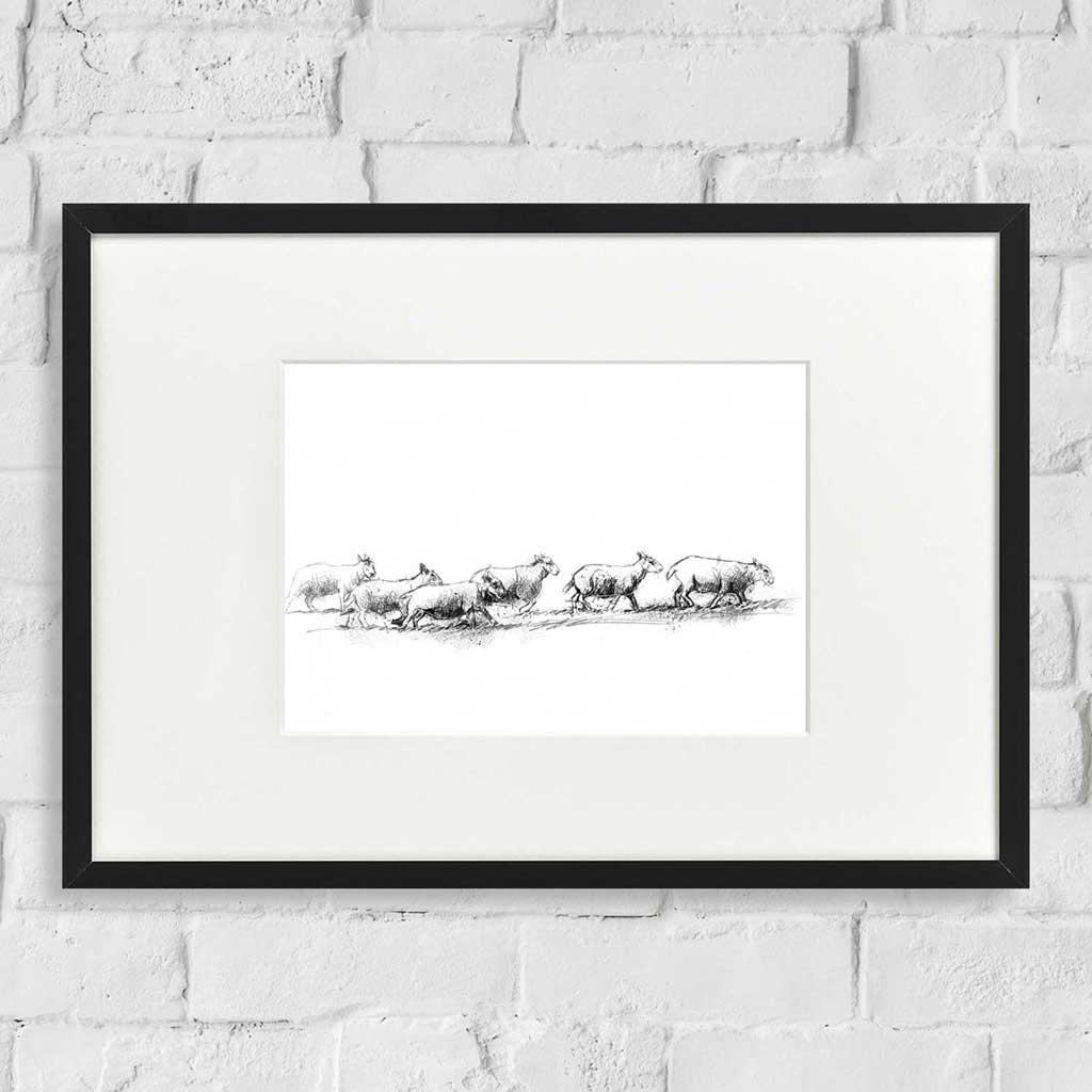 Sheep line