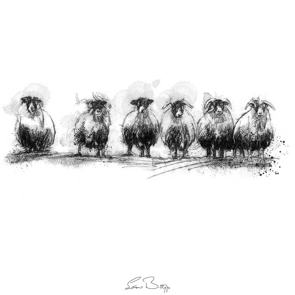 Sheep standing
