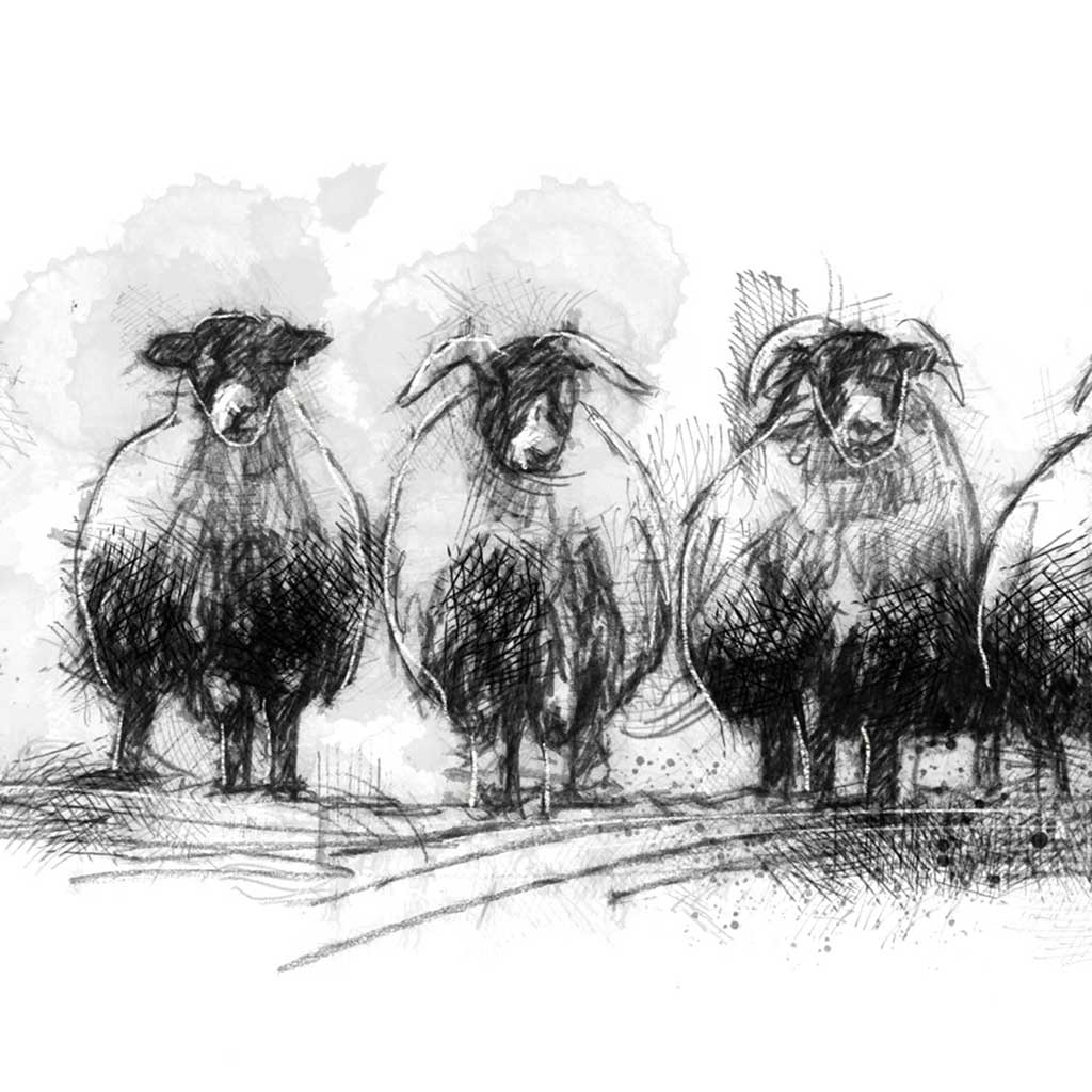 Sheep standing