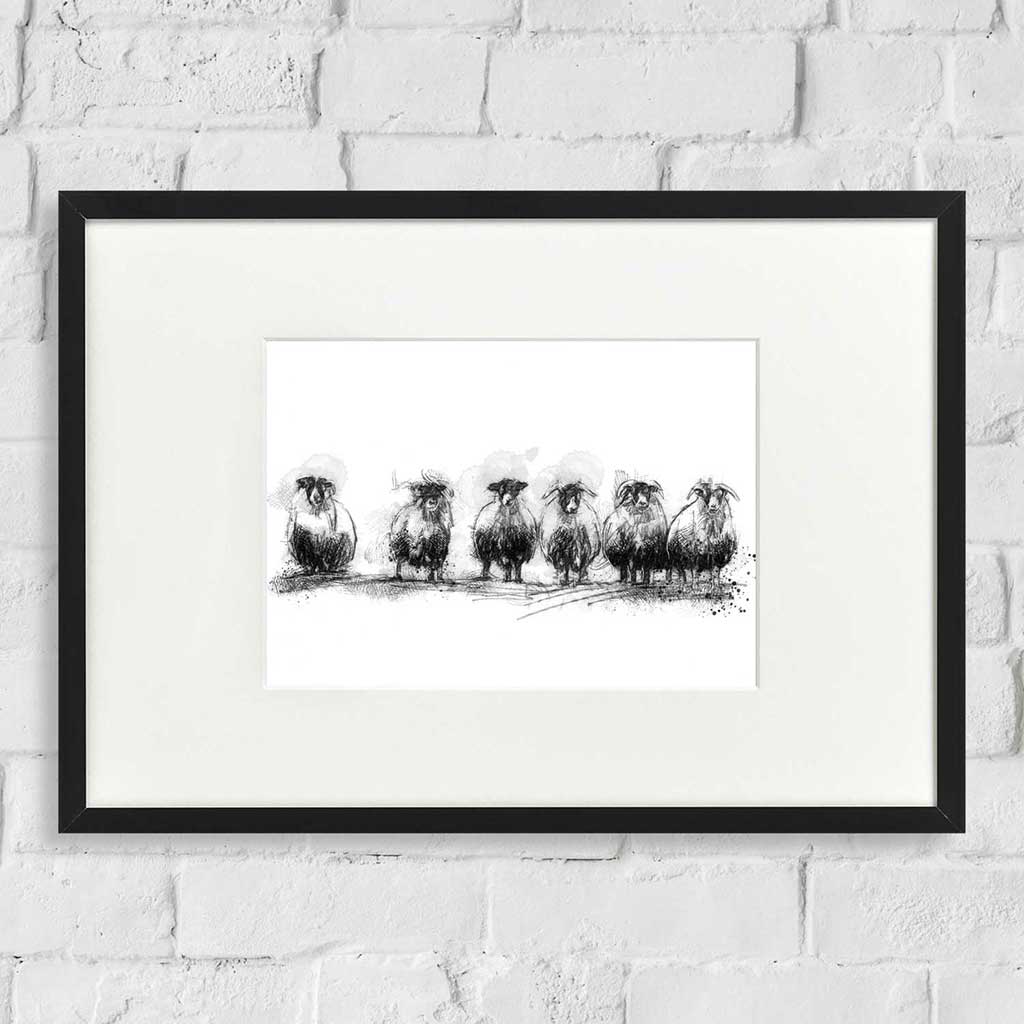 Sheep standing