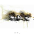 Moorland sheep