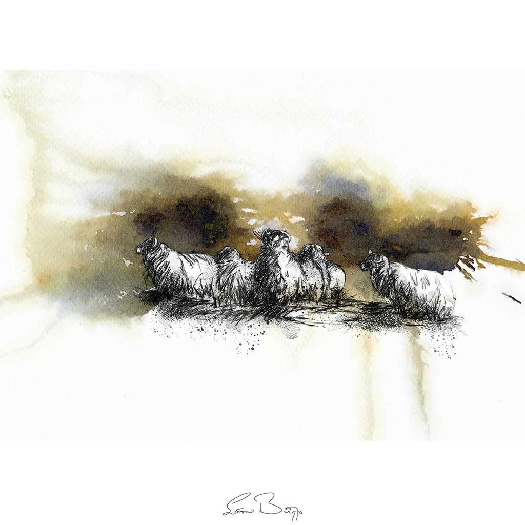 Moorland sheep