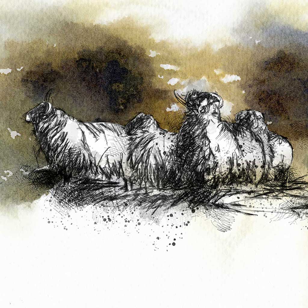 Moorland sheep
