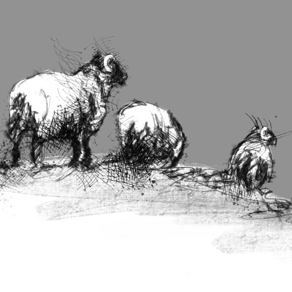 Snow sheep