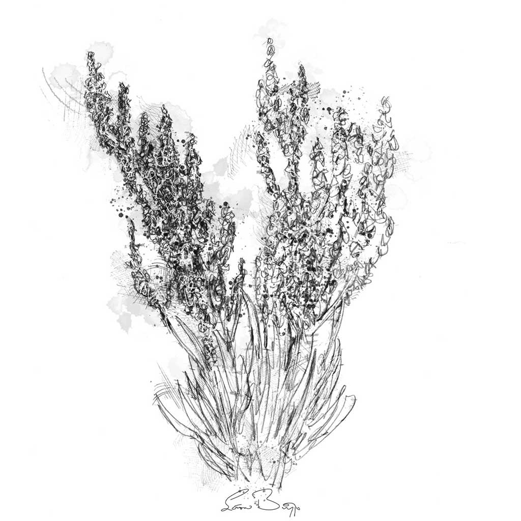 Sheep sorrel