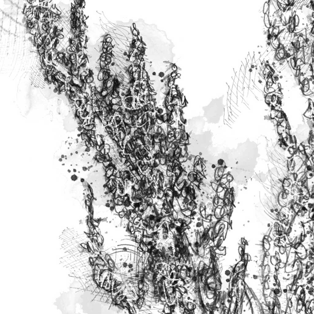 Sheep sorrel