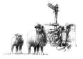 Sheep sign